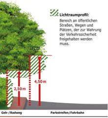Bäume und Hecken zurückschneiden
